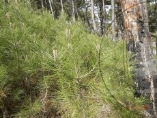 Pinus-pityusa_возобновление